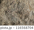 湖近くの石の表面ドアップの写真 116568704
