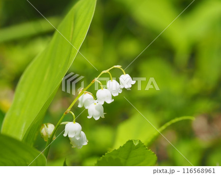 美しい鈴蘭の群生地 美しい鈴蘭の群生地 116568961