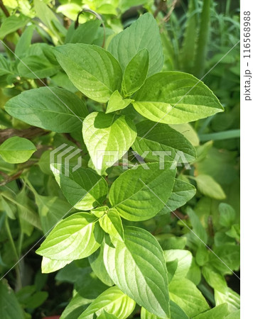 Fresh Sweet Basil or Thai Basil 116568988