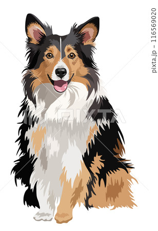 Collie dog. Cute fluffy pet. Vector isolated illustation 116569020