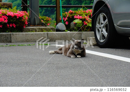 五十里ダム管理所の野良猫 五十里ダム管理所の野良猫 116569032