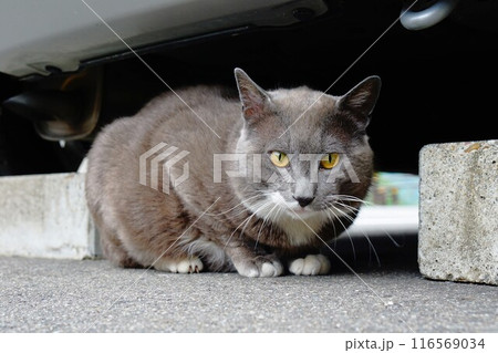 五十里ダム管理所の野良猫 五十里ダム管理所の野良猫 116569034