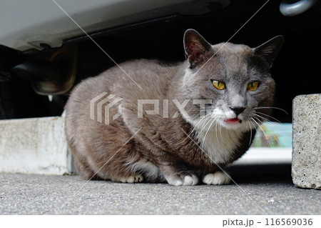 五十里ダム管理所の野良猫 五十里ダム管理所の野良猫 116569036