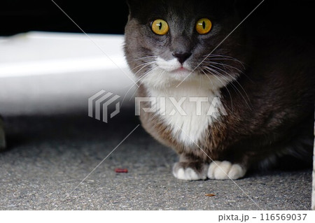 五十里ダム管理所の野良猫 五十里ダム管理所の野良猫 116569037
