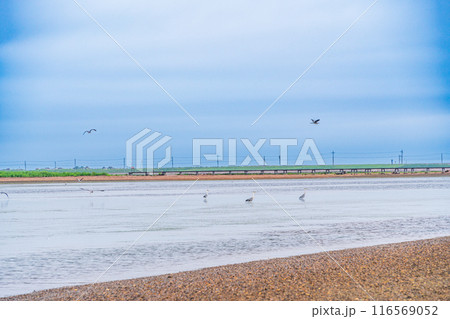 【北海道】別海町観光船で行く　トドワラ散策 116569052