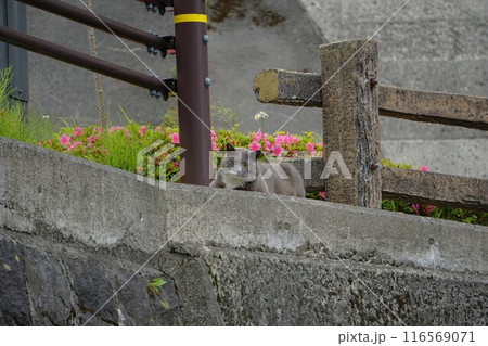 五十里ダム管理所の野良猫 五十里ダム管理所の野良猫 116569071