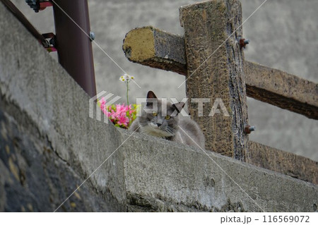 五十里ダム管理所の野良猫 五十里ダム管理所の野良猫 116569072