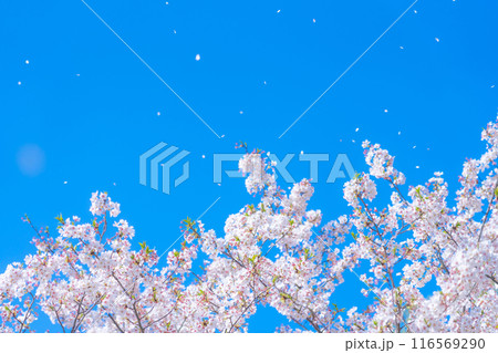 桜吹雪と青い空・春 イメージ 桜吹雪と青い空・春 イメージ 116569290