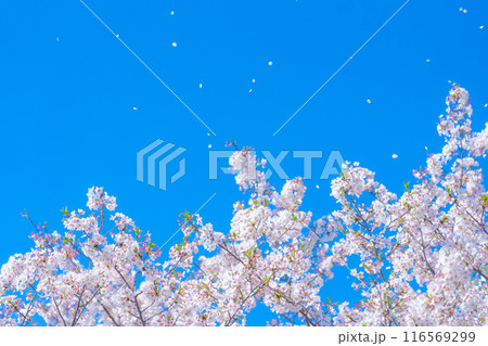 桜吹雪と青い空・春 イメージ 桜吹雪と青い空・春 イメージ 116569299