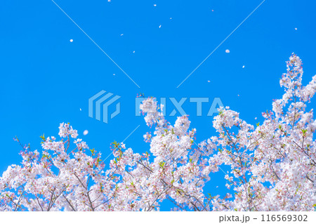 桜吹雪と青い空・春 イメージ 116569302