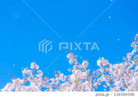 桜吹雪と青い空・春 イメージ 116569306