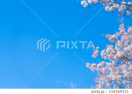桜吹雪と青い空・春 イメージ 桜吹雪と青い空・春 イメージ 116569311
