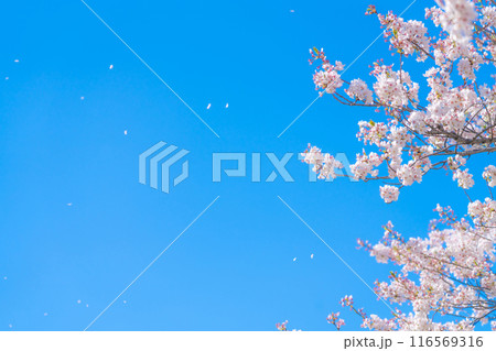 桜吹雪と青い空・春 イメージ 116569316