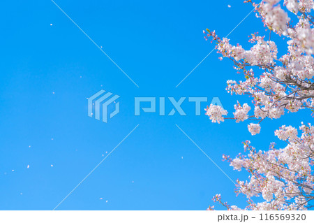 桜吹雪と青い空・春 イメージ 116569320