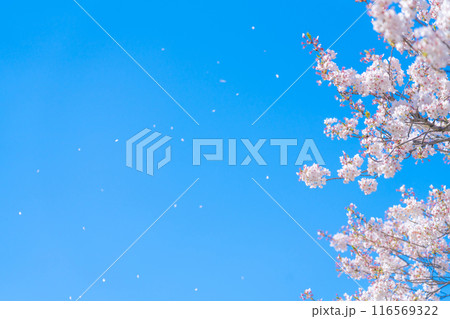 桜吹雪と青い空・春 イメージ 116569322