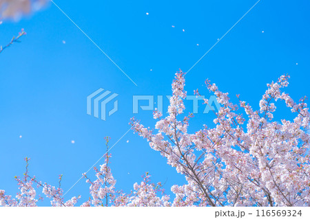 桜吹雪と青い空・春 イメージ 116569324