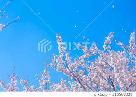 桜吹雪と青い空・春 イメージ 桜吹雪と青い空・春 イメージ 116569329