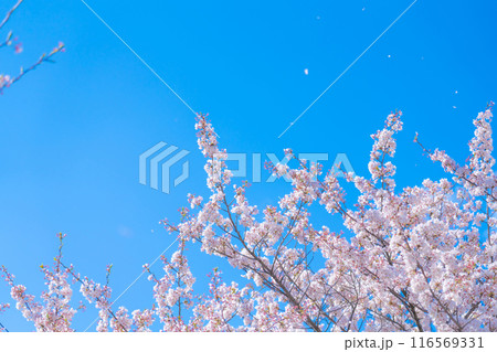桜吹雪と青い空・春 イメージ 116569331