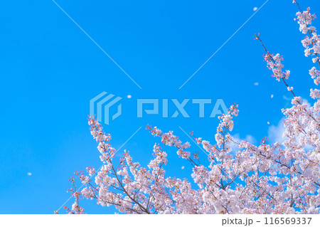 桜吹雪と青い空・春 イメージ 桜吹雪と青い空・春 イメージ 116569337