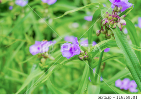 ムラサキツユクサの花 116569381