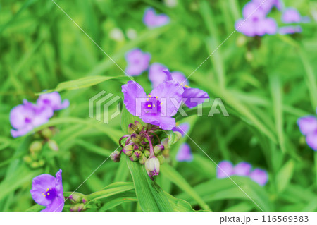 ムラサキツユクサの花 116569383