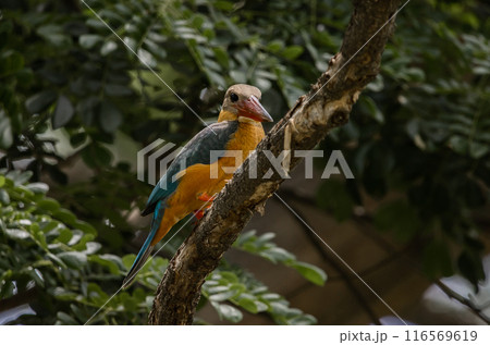 Stork-billed kingfisher childhood on the branch of a tree. 116569619