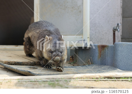 丸っこくて可愛いウォンバット 丸っこくて可愛いウォンバット 116570125