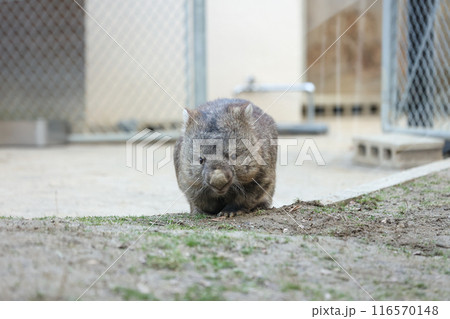丸っこくて可愛いウォンバット 丸っこくて可愛いウォンバット 116570148