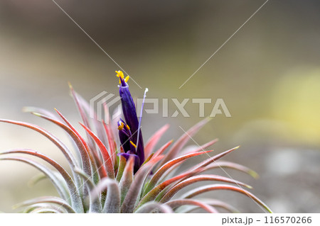 イオナンタルブラの花 イオナンタルブラの花 116570266