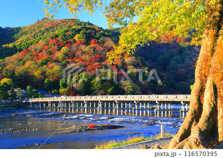【京都府】快晴の嵐山 渡月橋の紅葉 116570395