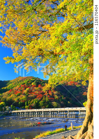 【京都府】快晴の嵐山 渡月橋の紅葉 【京都府】快晴の嵐山 渡月橋の紅葉 116570404