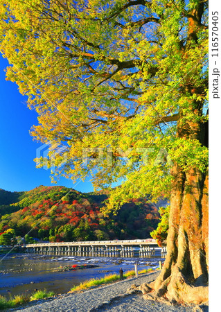 【京都府】快晴の嵐山 渡月橋の紅葉 【京都府】快晴の嵐山 渡月橋の紅葉 116570405