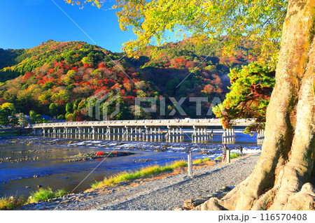 【京都府】快晴の嵐山 渡月橋の紅葉 【京都府】快晴の嵐山 渡月橋の紅葉 116570408