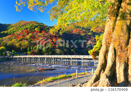 【京都府】快晴の嵐山 渡月橋の紅葉 116570409