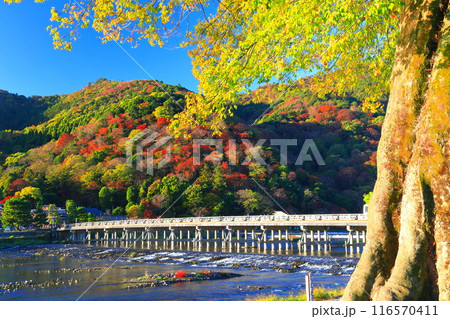 【京都府】快晴の嵐山 渡月橋の紅葉 116570411