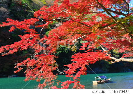 【京都府】晴天の紅葉の嵐山(桂川の嵐峡 保津峡) 【京都府】晴天の紅葉の嵐山(桂川の嵐峡 保津峡) 116570429
