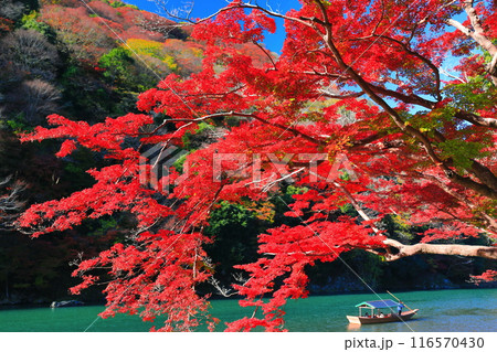 【京都府】晴天の紅葉の嵐山（桂川の嵐峡　保津峡） 116570430