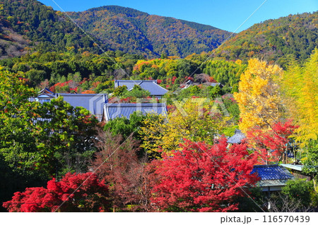 【京都府】快晴の嵐山 天龍寺の紅葉 【京都府】快晴の嵐山 天龍寺の紅葉 116570439