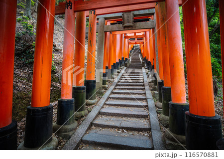 Fushimi Inari Shrine Kyoto Japan 116570881
