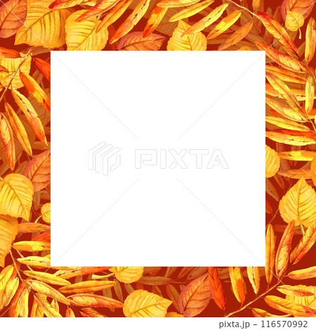 watercolor white frame with autumn leaves, hand drawn illustration of yellow and orange maple leaves, mountain ash leaves, sketch on brown background 116570992