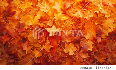 The background of the leaves that have fallen on the floor in autumn. The leaves have turned yellow and reddish. The background of the leaves that have fallen on the floor in autumn. The leaves have turned yellow and reddish. 116571321