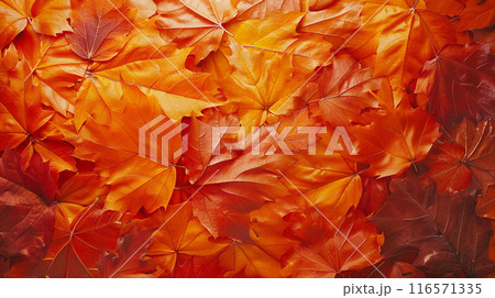 The background of the leaves that have fallen on the floor in autumn. The leaves have turned yellow and reddish. 116571335