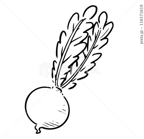 モノクロの手描きのカブ モノクロの手描きのカブ 116571619