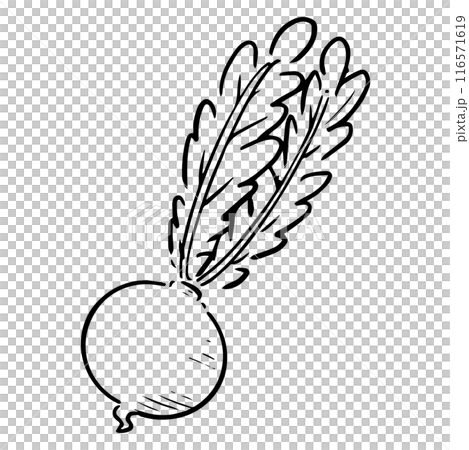 モノクロの手描きのカブ モノクロの手描きのカブ 116571619