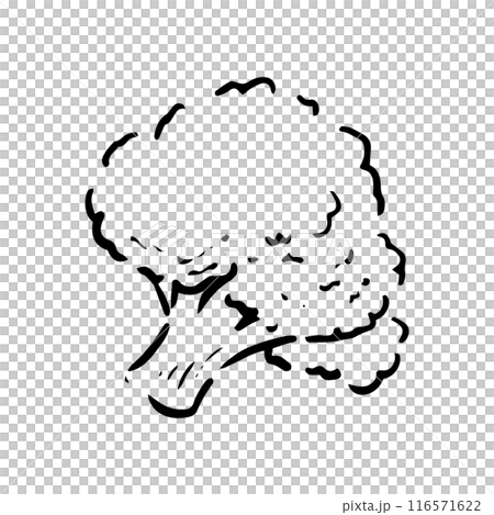 モノクロの手描きのブロッコリー 116571622