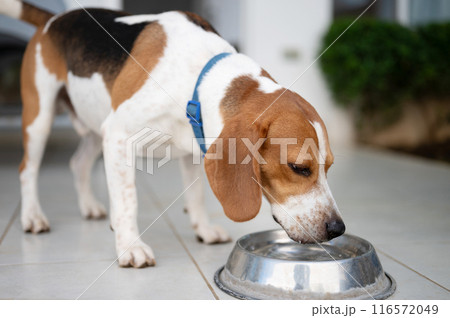 Beagle dog drink fresh water 116572049
