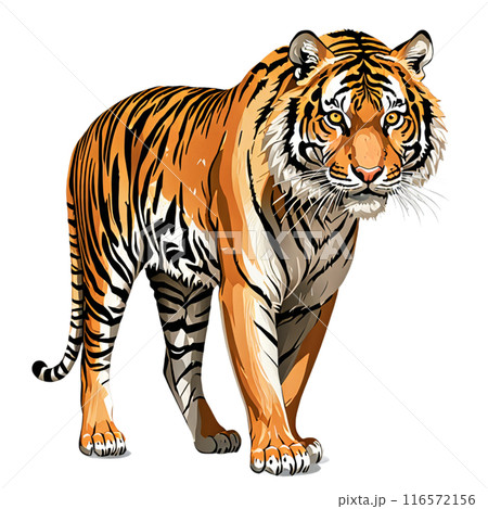 虎のイラスト素材 [116572156] - PIXTA