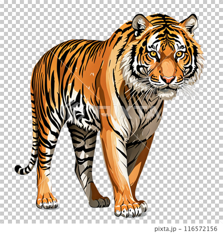虎のイラスト素材 [116572156] - PIXTA