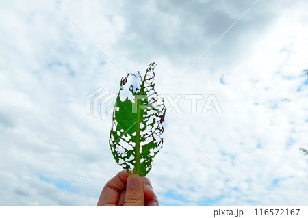 A hole in a leaf caused by insects, holding the leaf up to the sky A hole in a leaf caused by insects, holding the leaf up to the sky 116572167