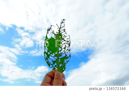 A hole in a leaf caused by insects, holding the leaf up to the sky 116572168